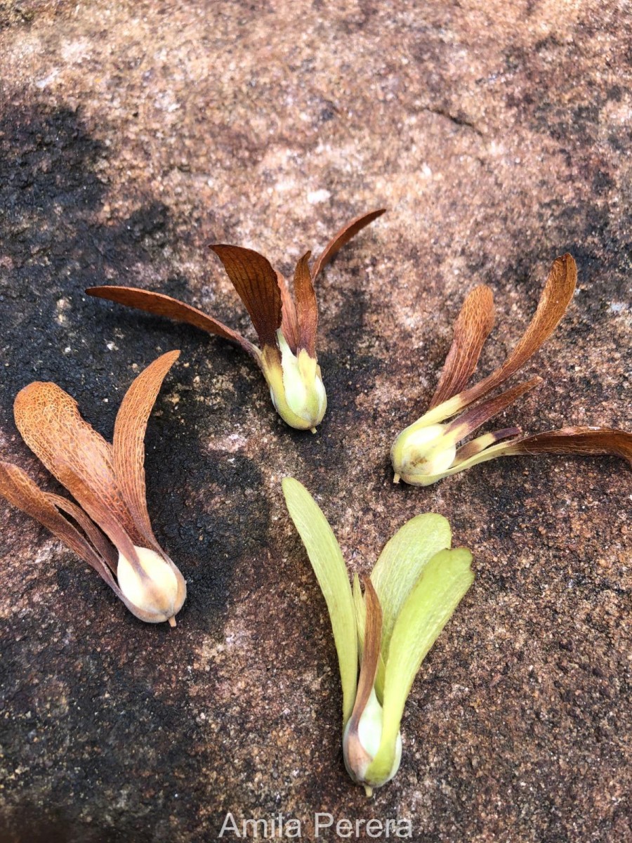 Shorea dyeri Thwaites ex Trimen